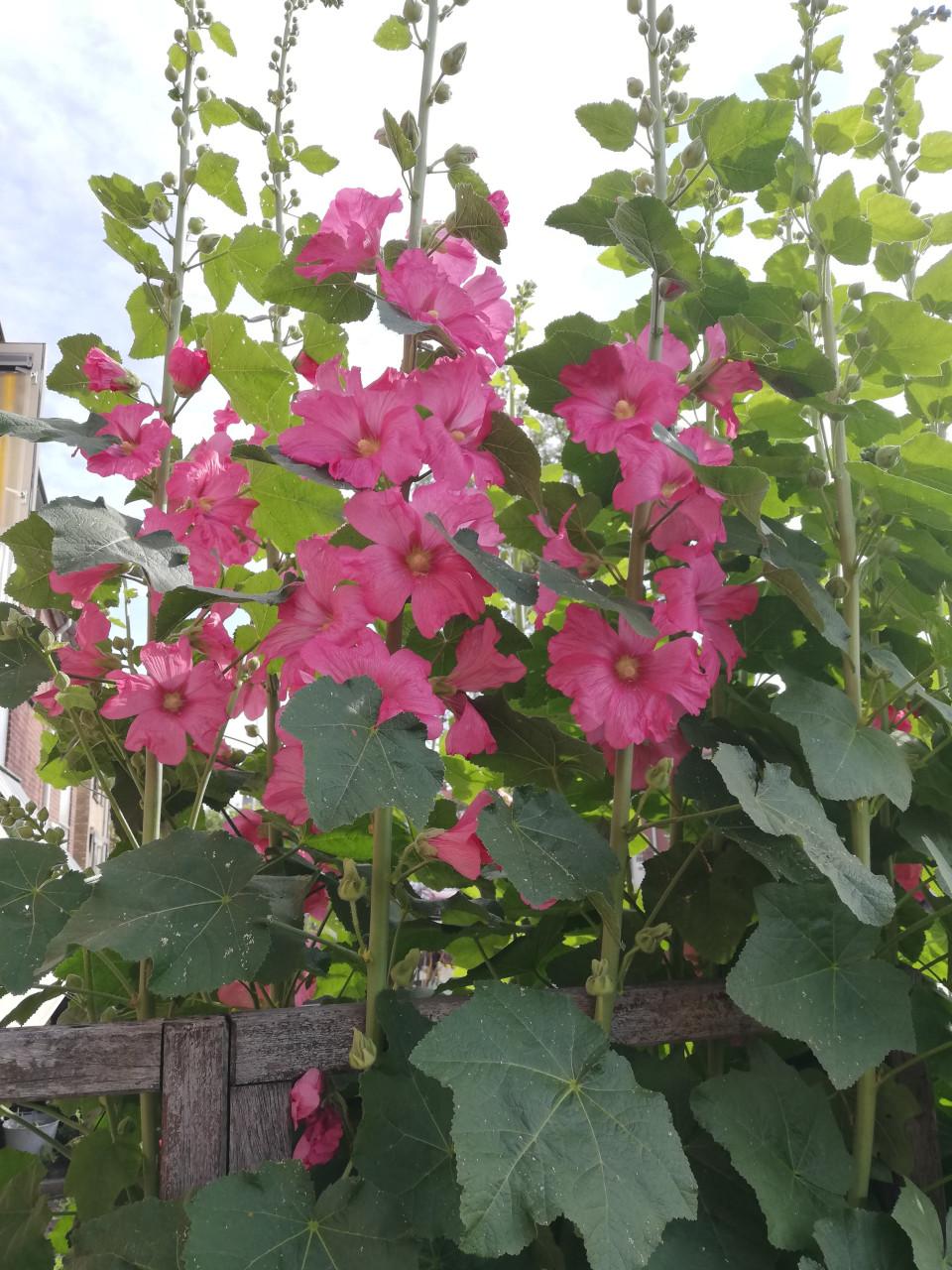 TK: SIERTUIN + MOESTUIN PLANTEN BIJ DE VOORDEUR