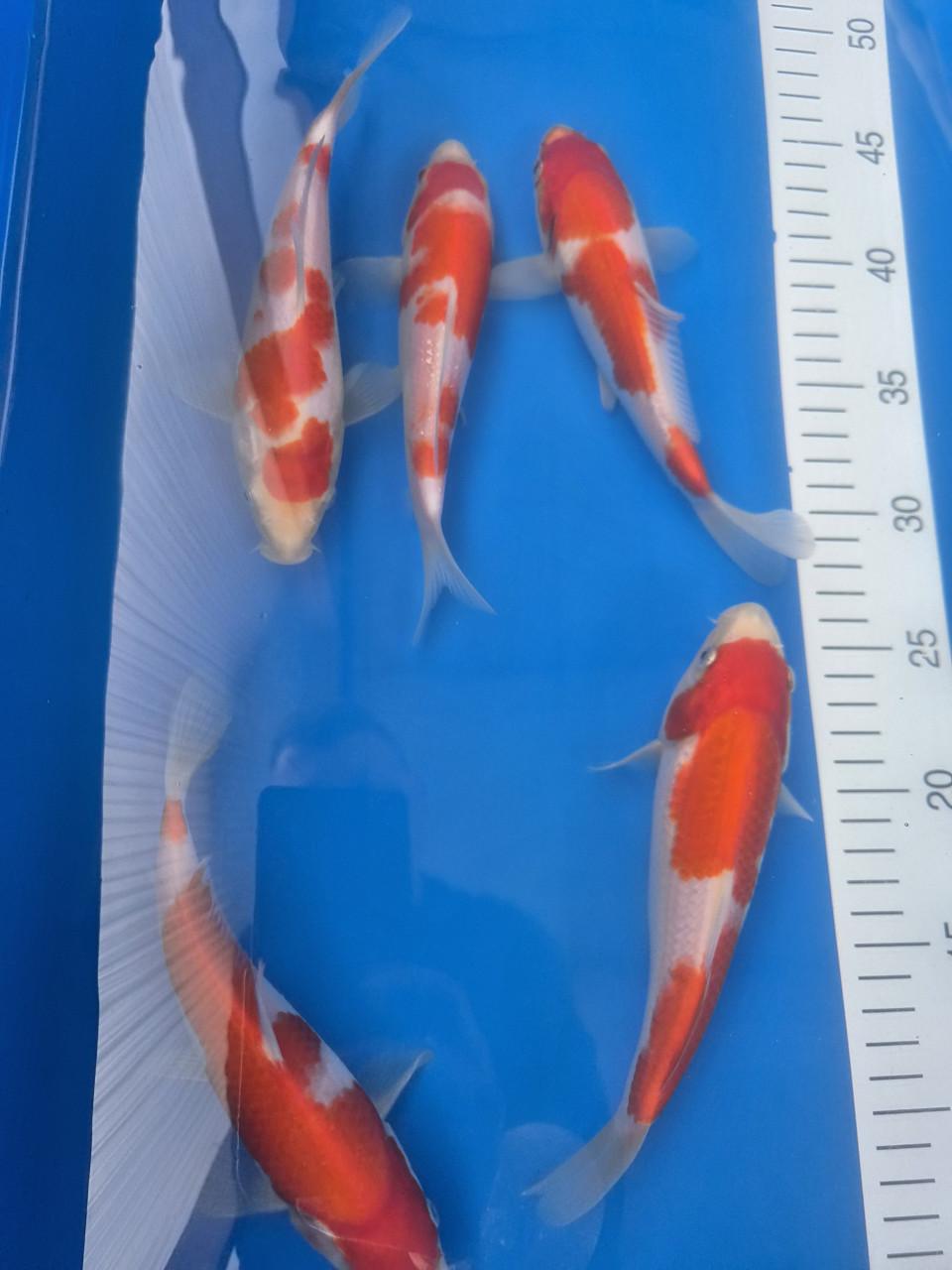 Tosai kohaku Genjiro