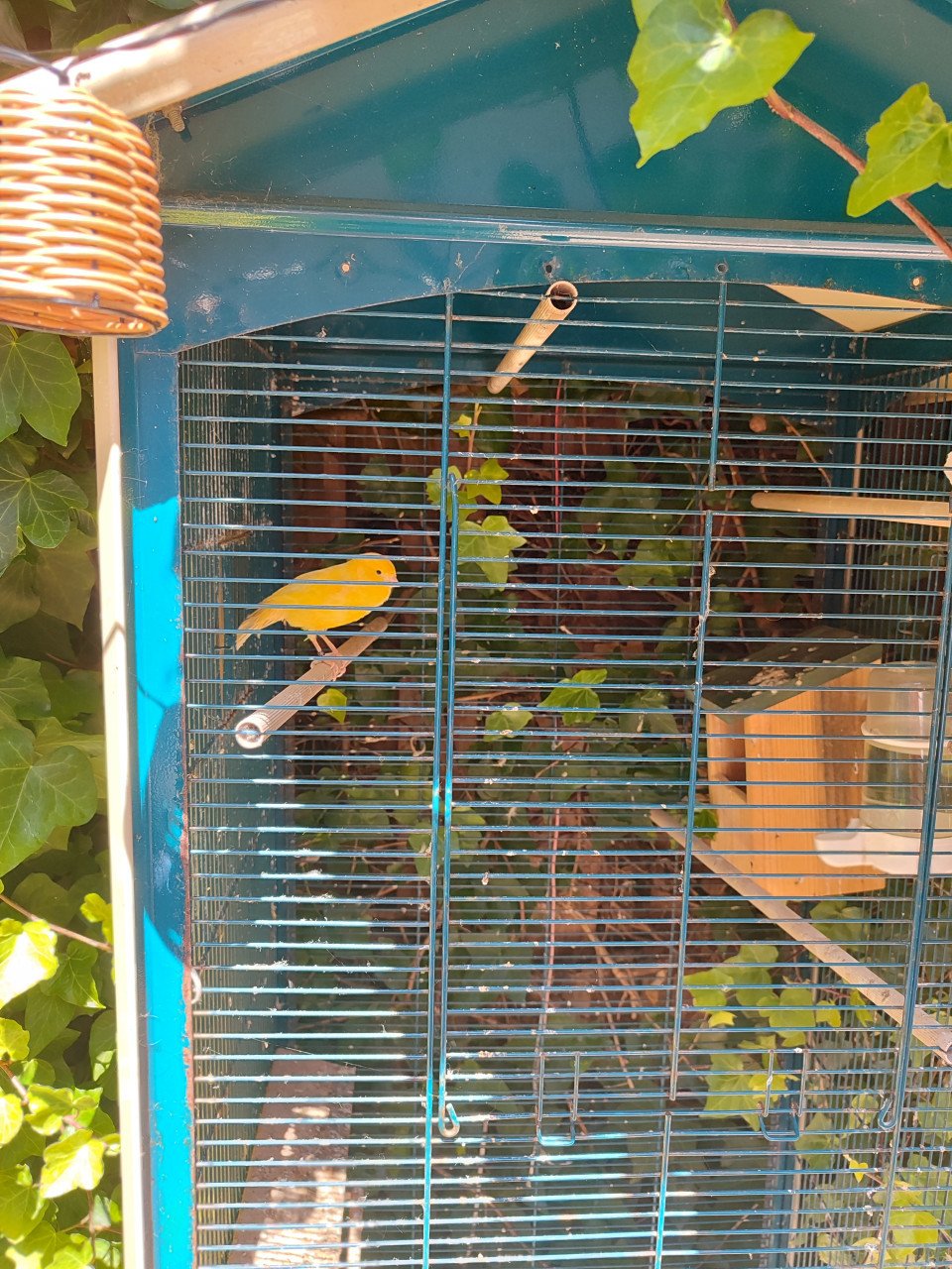 Vogelkooi incl zingende kanarie