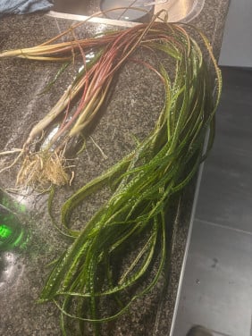 Aquariumplanten