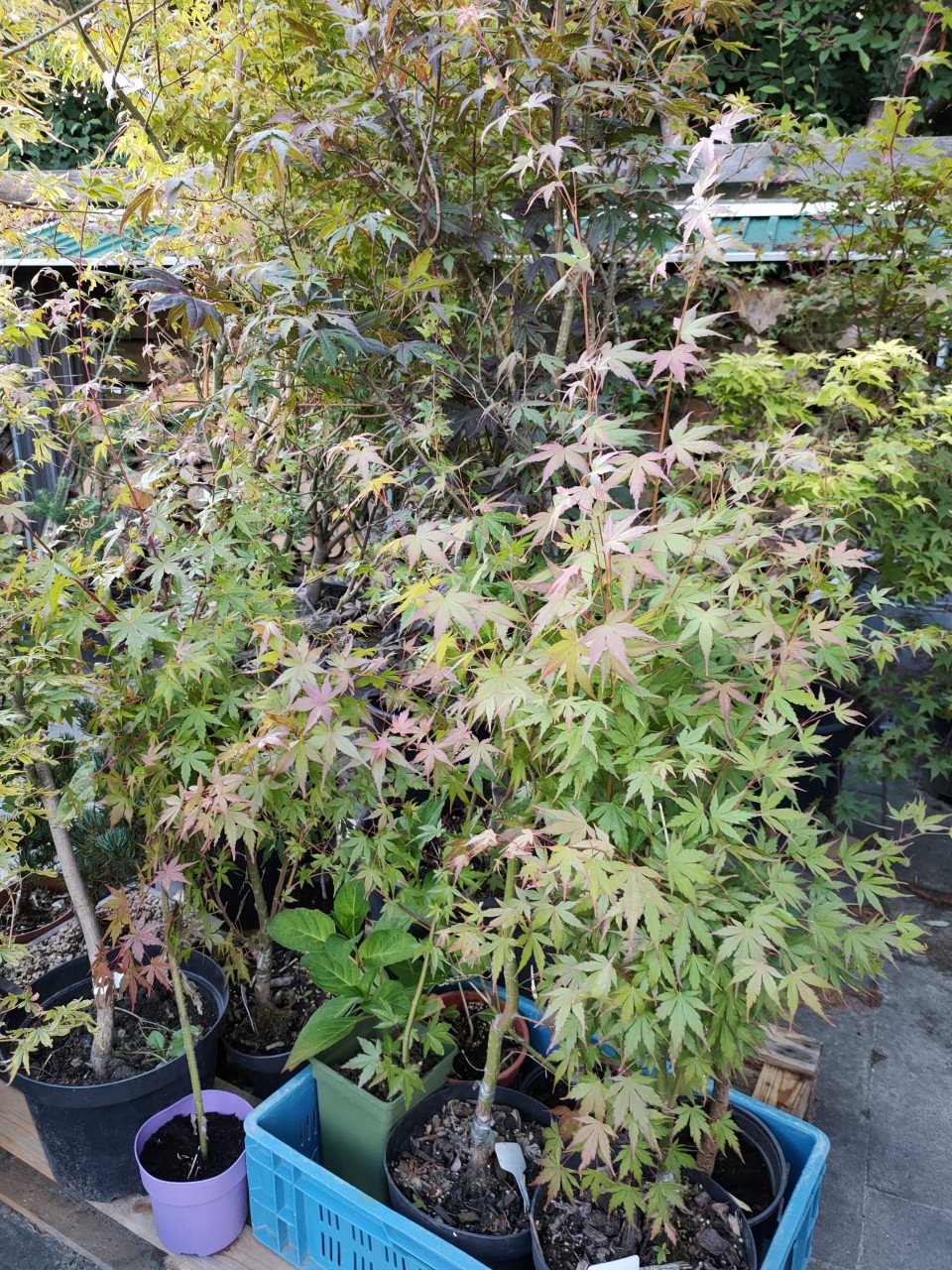 Japanse esdoorn, Acer palmatum boompjes