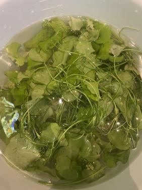 Emmer vol  Nymphoides sp. 'Taiwan‘