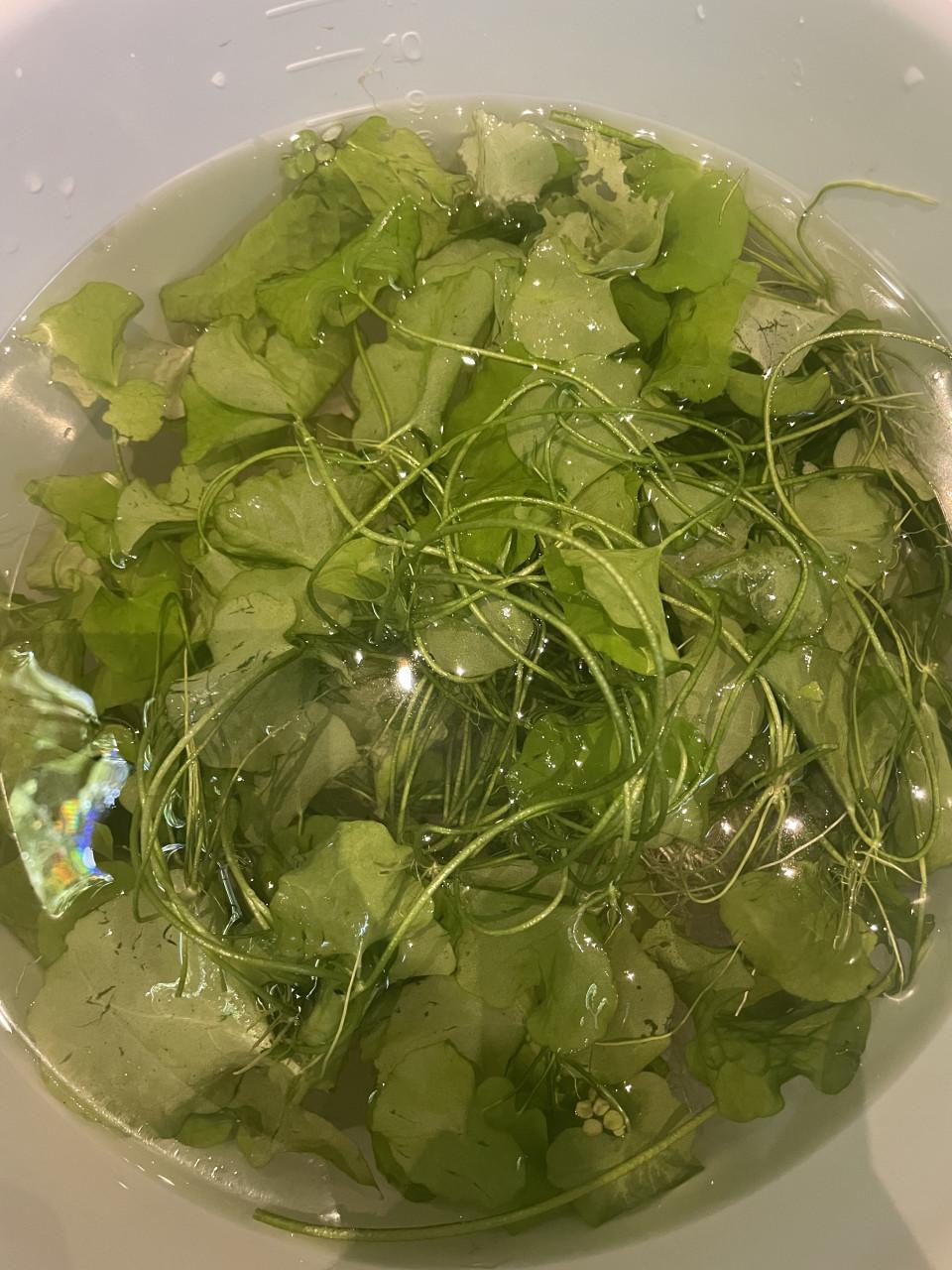 Emmer vol  Nymphoides sp. 'Taiwan‘