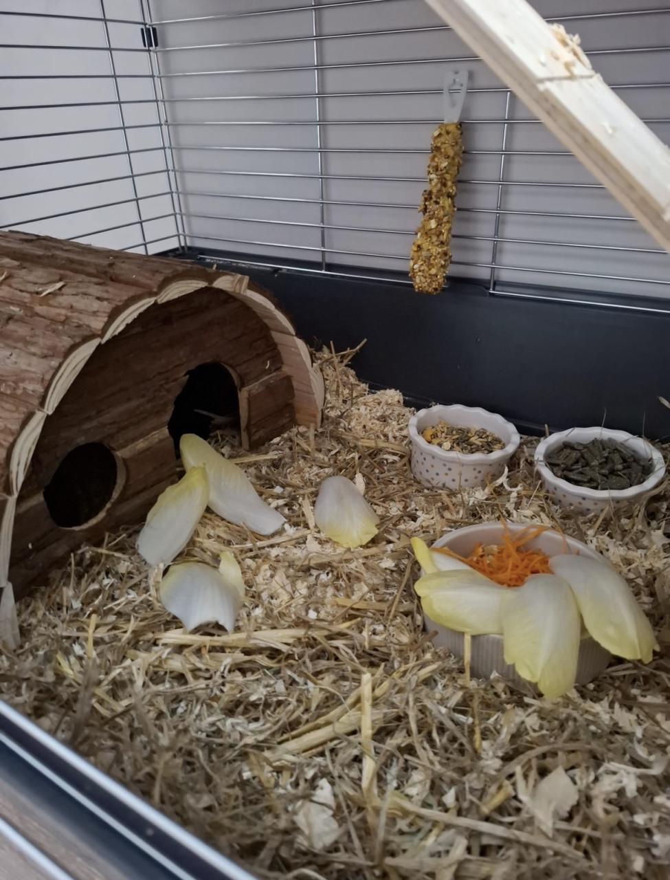 Twee superlieve cavia’s inclusief alle toebehoren