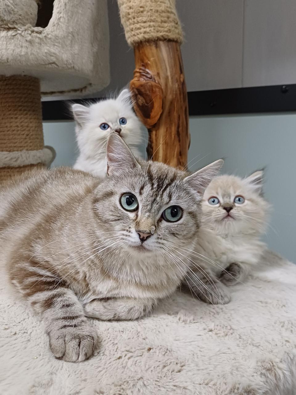 2 prachtige Ragdoll kittens beschikbaar (2 poesjes)