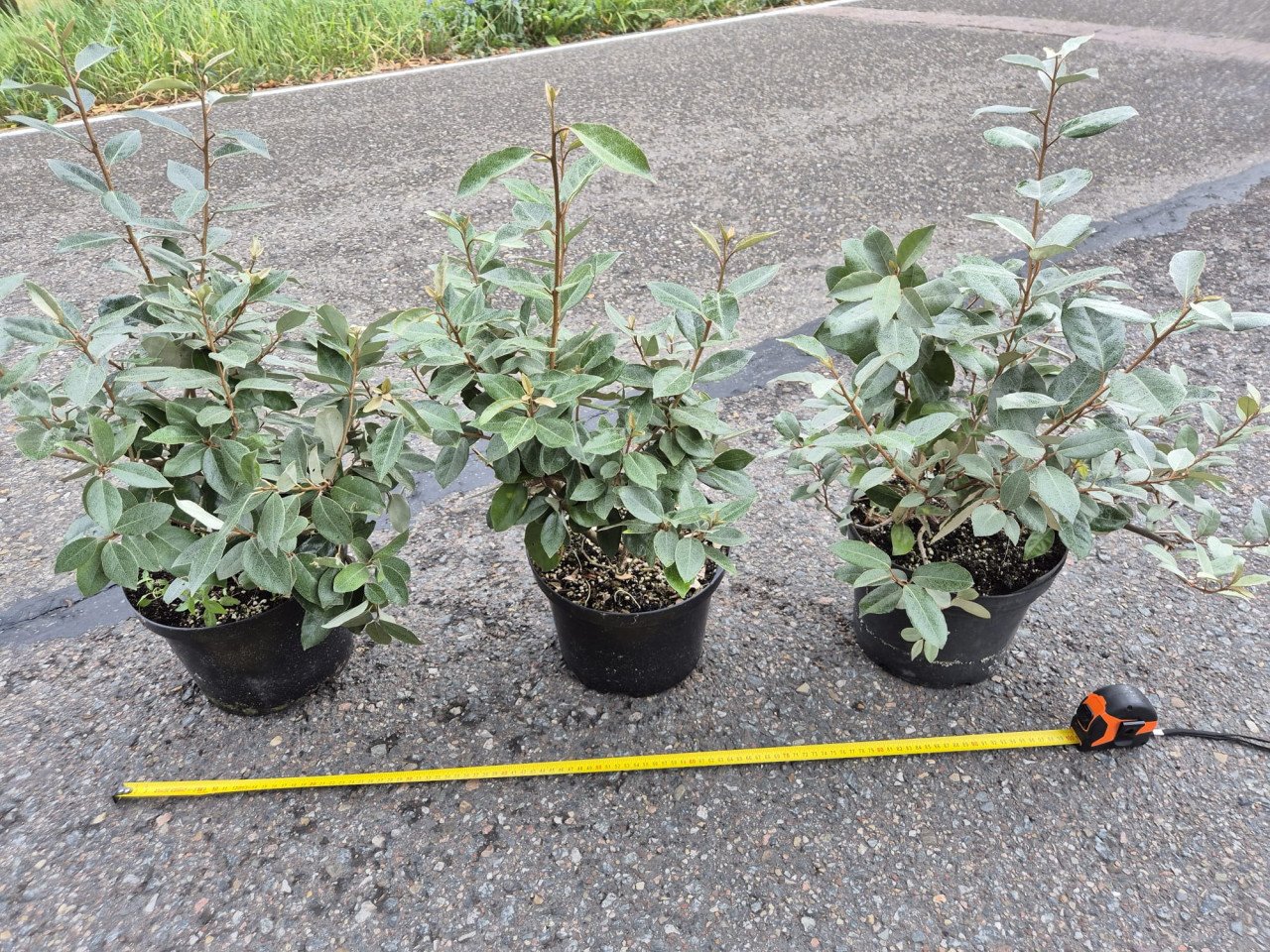 Olijfwilg haagplanten potgekweekt 40-60 cm