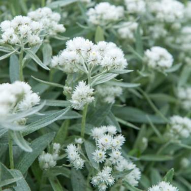24 stuks Witte Knoop Anaphalis triplinervis 'Silberregen'