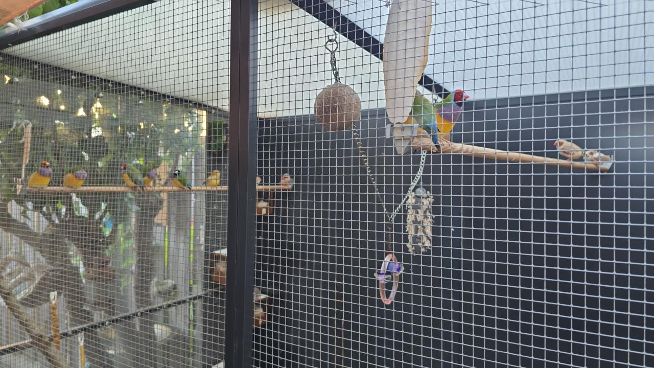Te koop tropische vogels