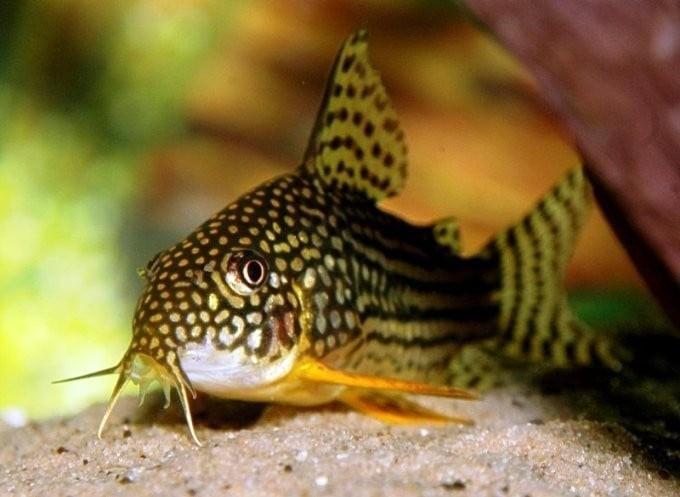 Corydora sterbay