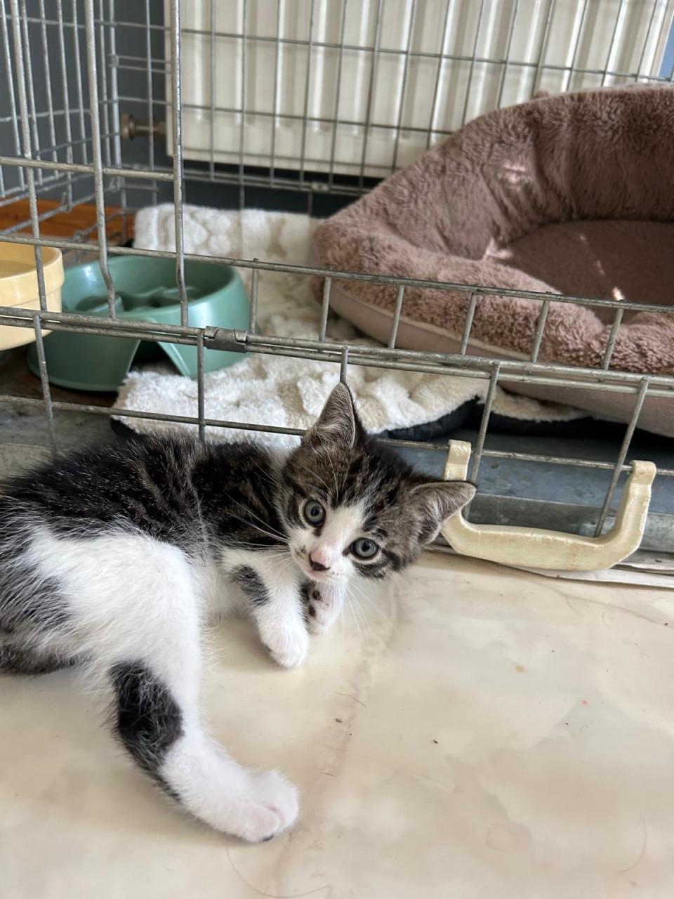 Kittens (mannetjes)