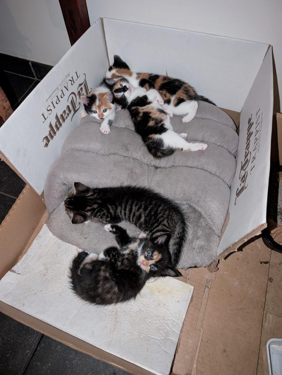 Kittens