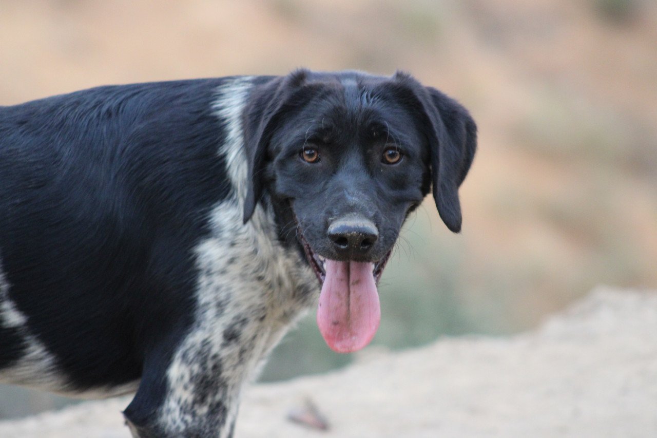 Alora Dog Rescue: Macho, deze knuffelbeer zoekt wil zo graag een thuis