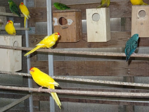 Te koop koppel catharina parkieten  broedrijp mooie vogels