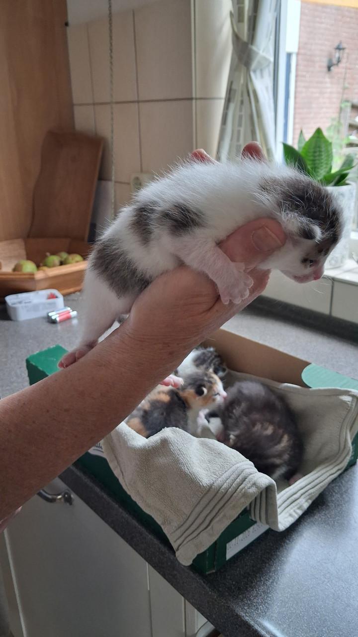 VIER LIEVE SPEELSE EN GEZONDE KITTENS BESCHIKBAAR!