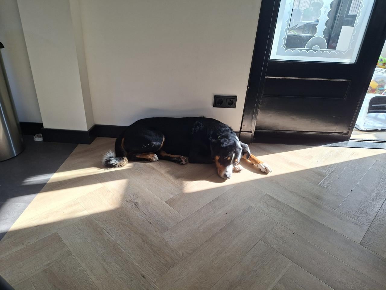 Zwitserse Appenzeller Sennenhond 1,5 jaar