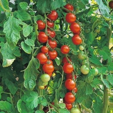 Tomaten komkommer SIERTUIN en MOESTUIN PLANTEN BIJ DE VOORDEUR