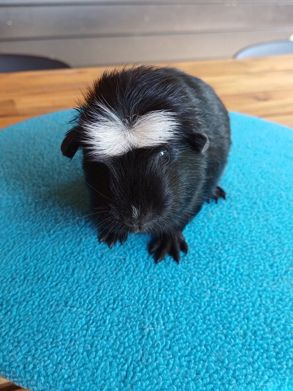 Diverse cavia's aangeboden