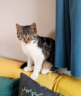Drie leuke, speelse en gezonde kittens