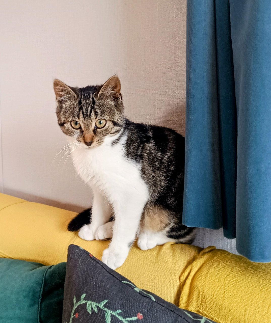 Drie leuke, speelse en gezonde kittens