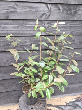 Olijfwilg haagplanten potgekweekt 40-60 cm