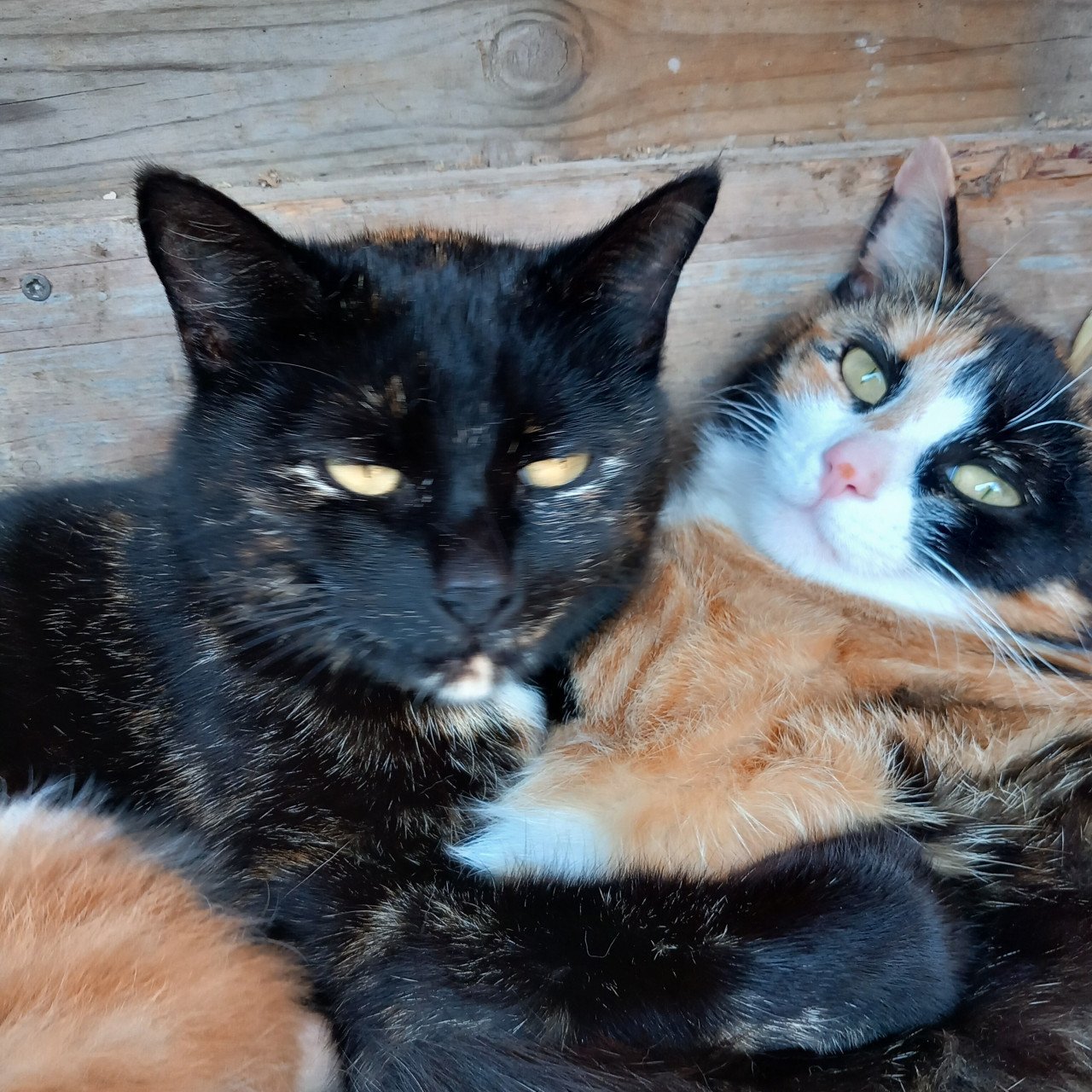 2 prachtige nestjes kittens