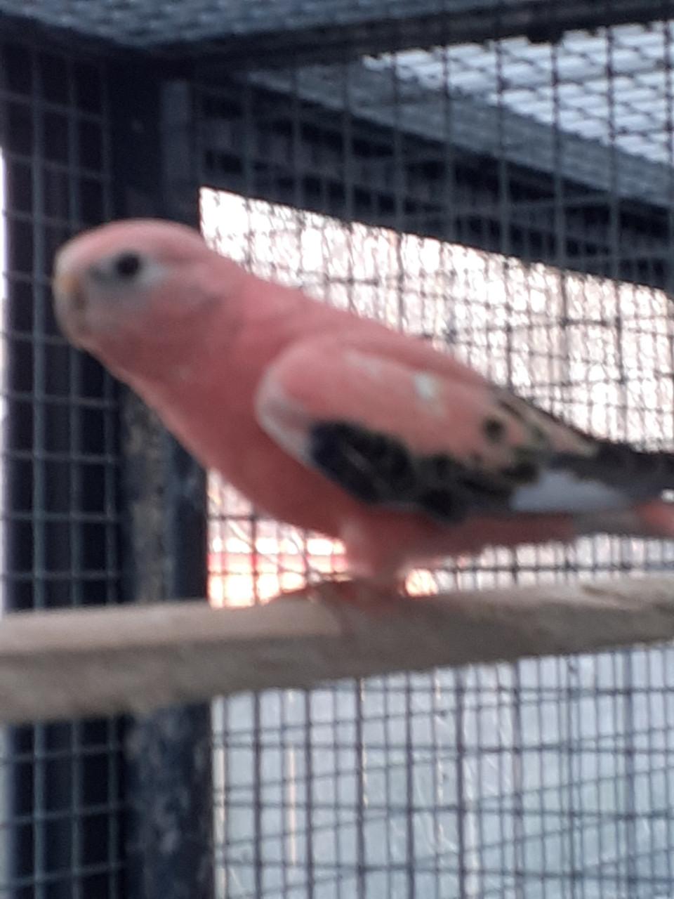 Roze bourkesman  van 2025