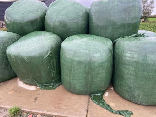 Voederbieten +kuilbalen te koop