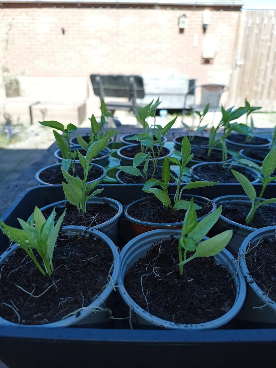 Paprika plantjes aangeboden: