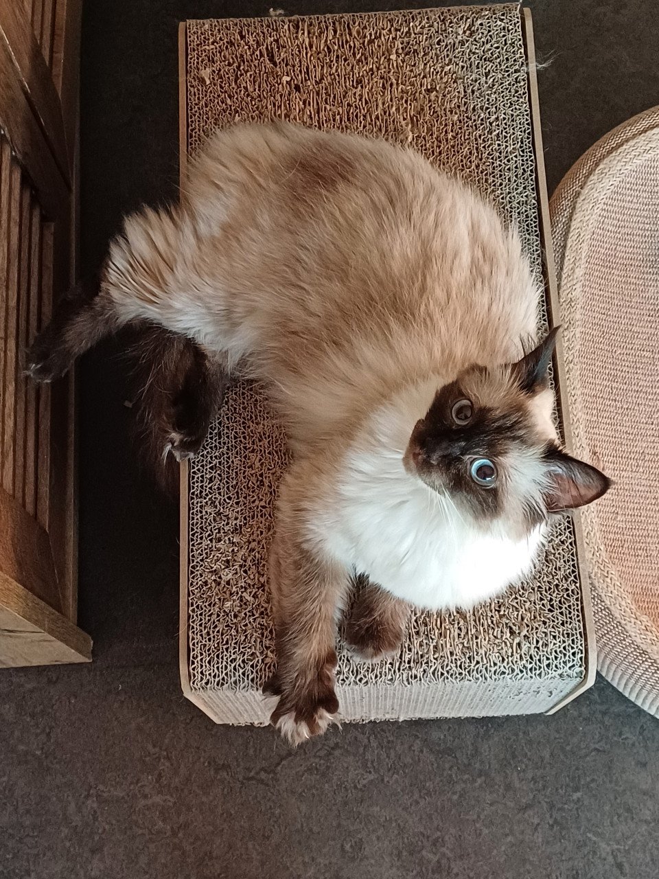 Prachtige Ragdoll poes blauwe ogen en uit geteste ouders
