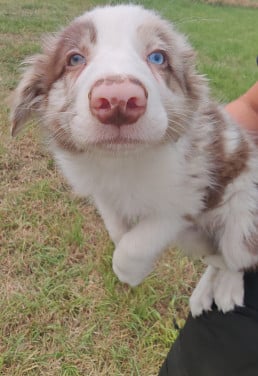 Border collie pups