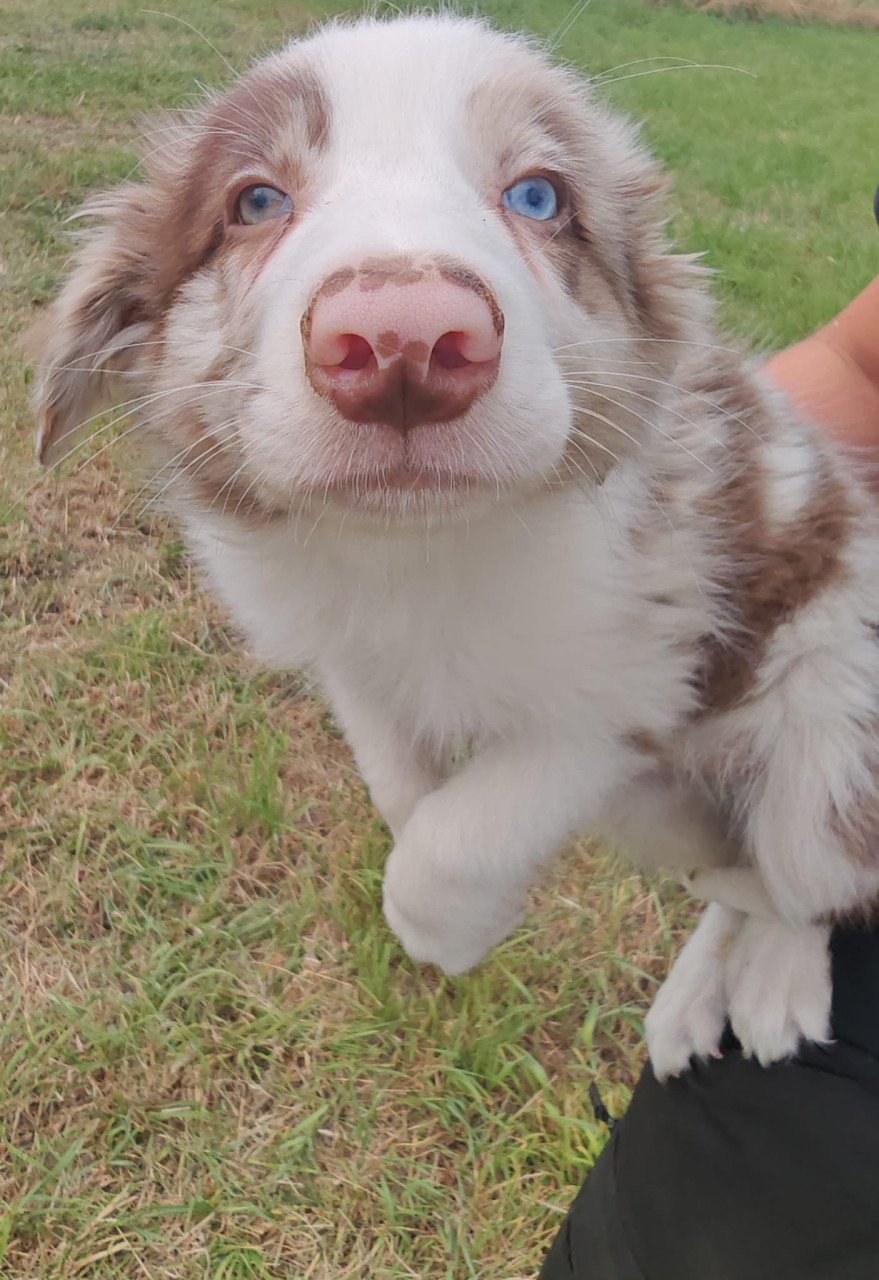 Border collie pups
