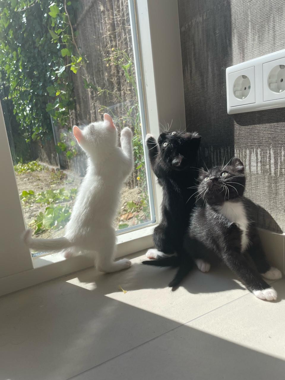 Kittens