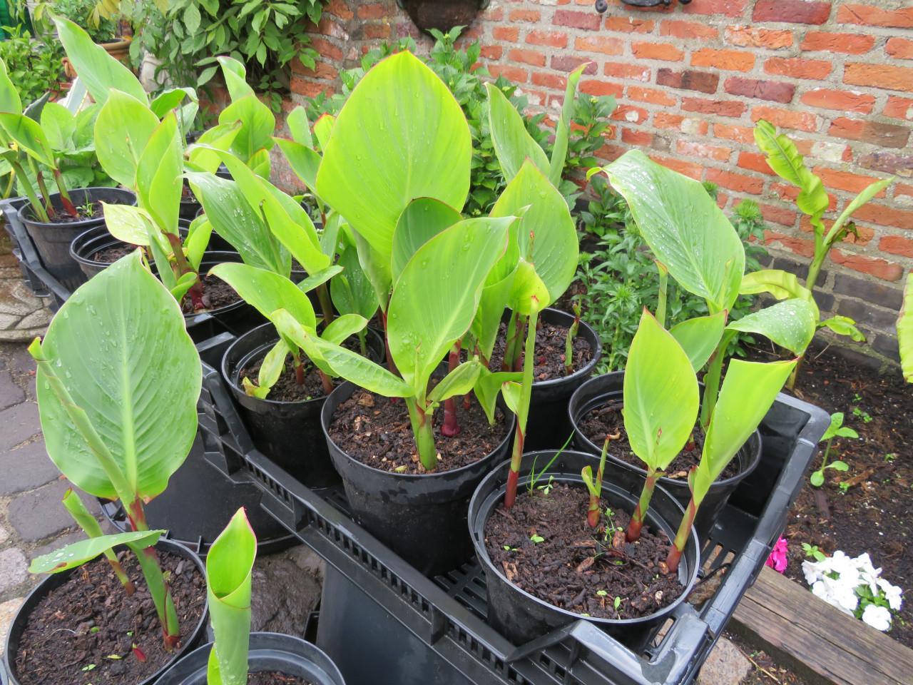 Canna in pot