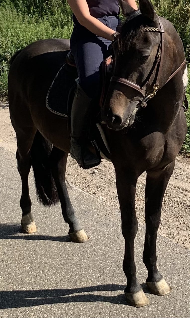 Mooie E pony