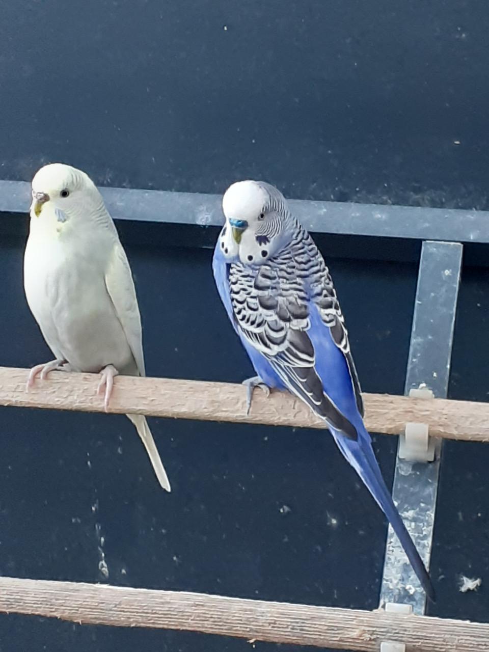 Koppels grasparkieten