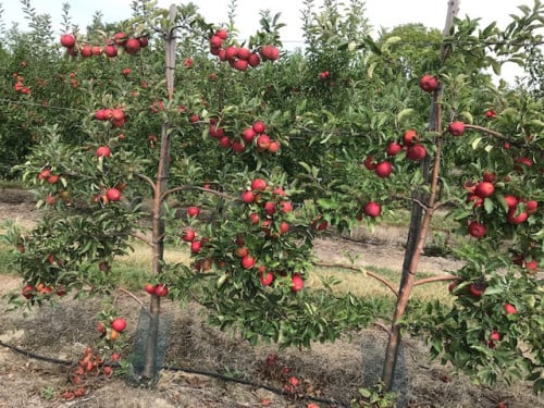 Fruitbomen in leivorm / Leibomen / Appel (Voorverkoop)
