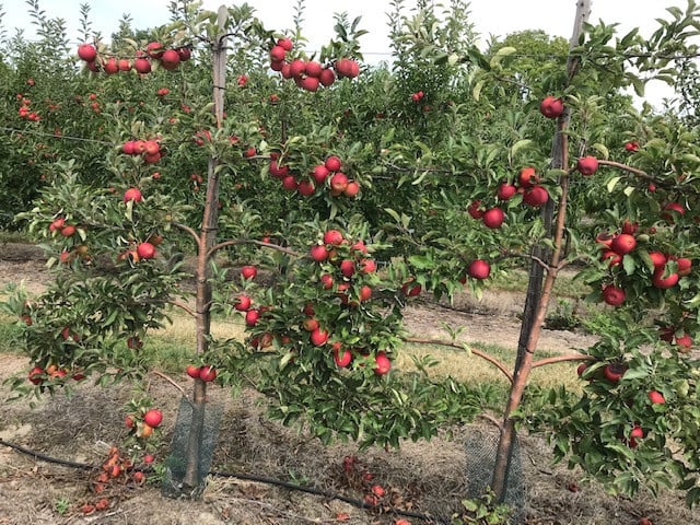 Fruitbomen in leivorm / Leibomen / Appel (Voorverkoop)