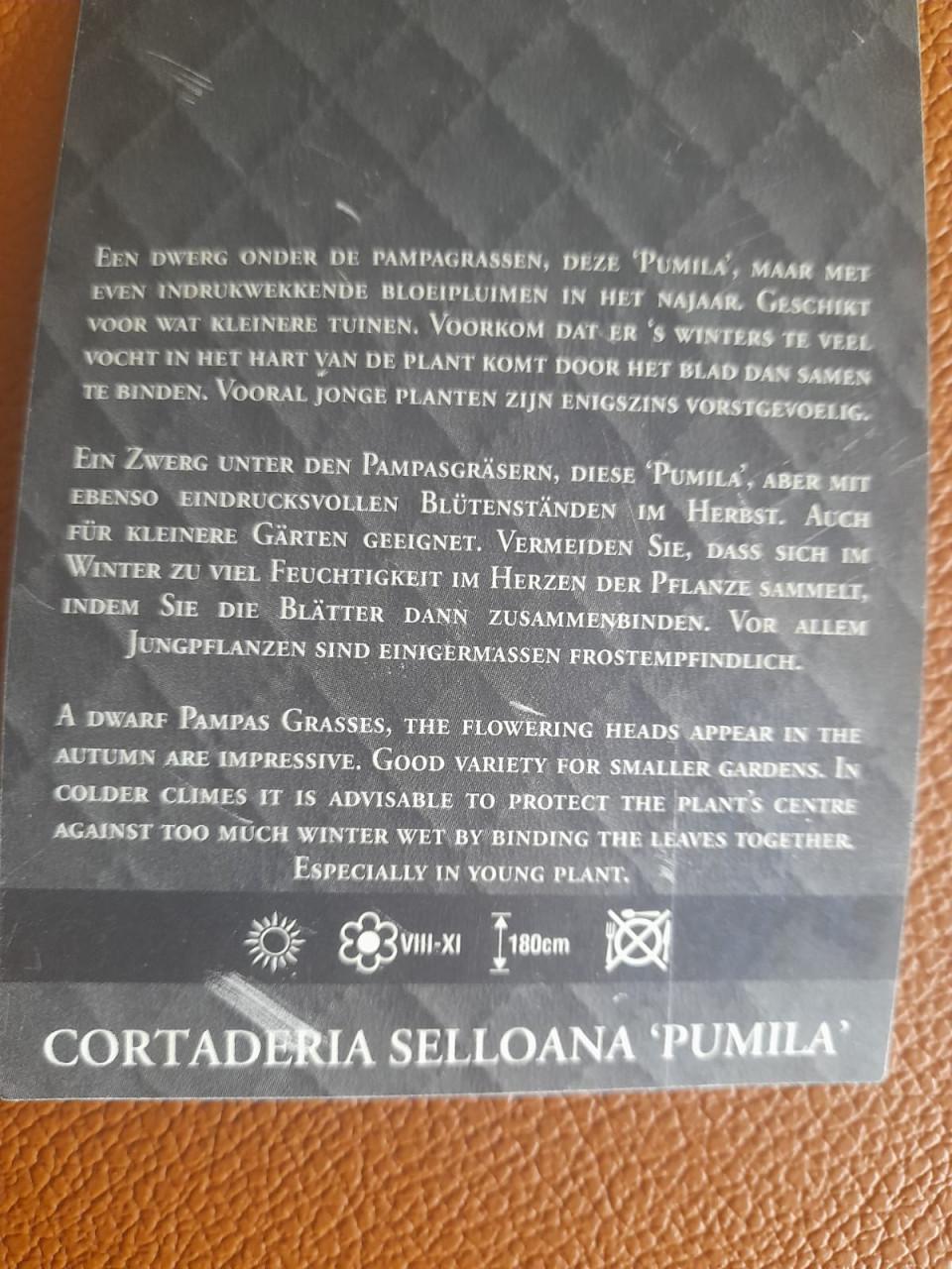 Pluimgras
