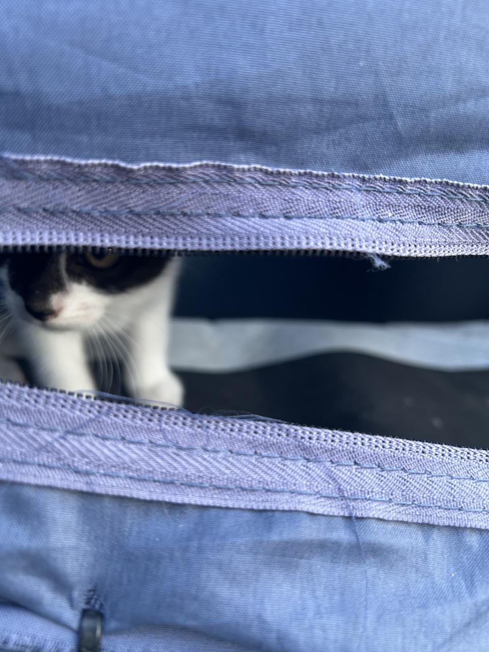 Prachtige kitten🐈‍⬛
