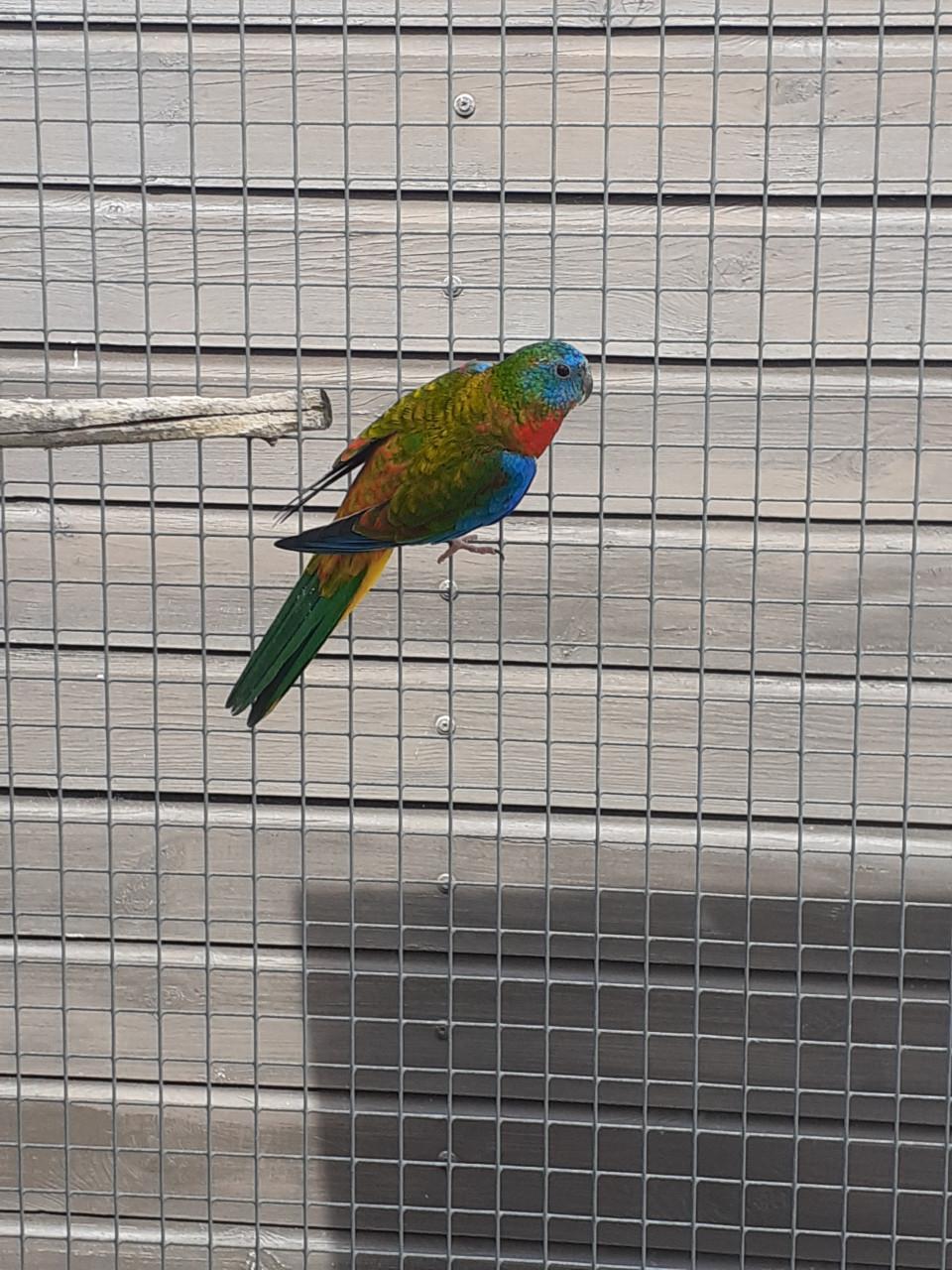 Turquoisineparkiet  ( popje 2025.)