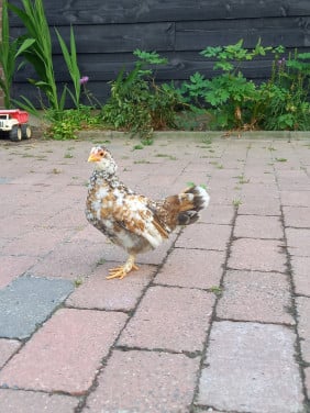 3 kuikens Ukkelse baardkriel