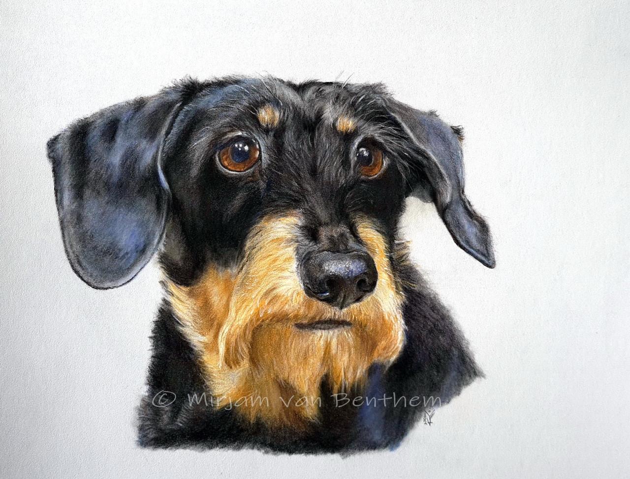 Dierportret in opdracht