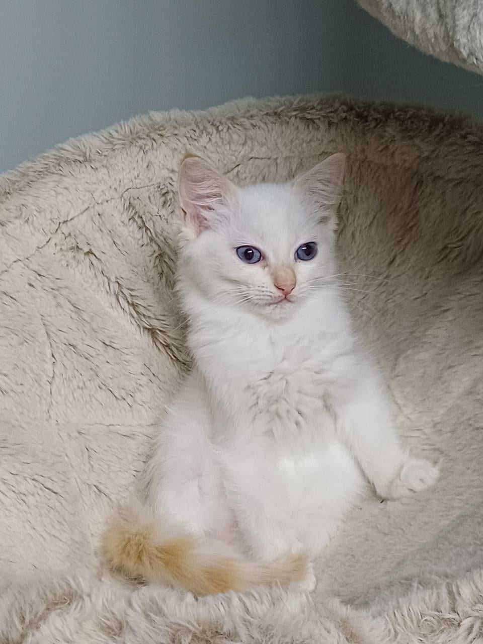Super leuke Ragdoll kittens met stamboom beschikbaar.