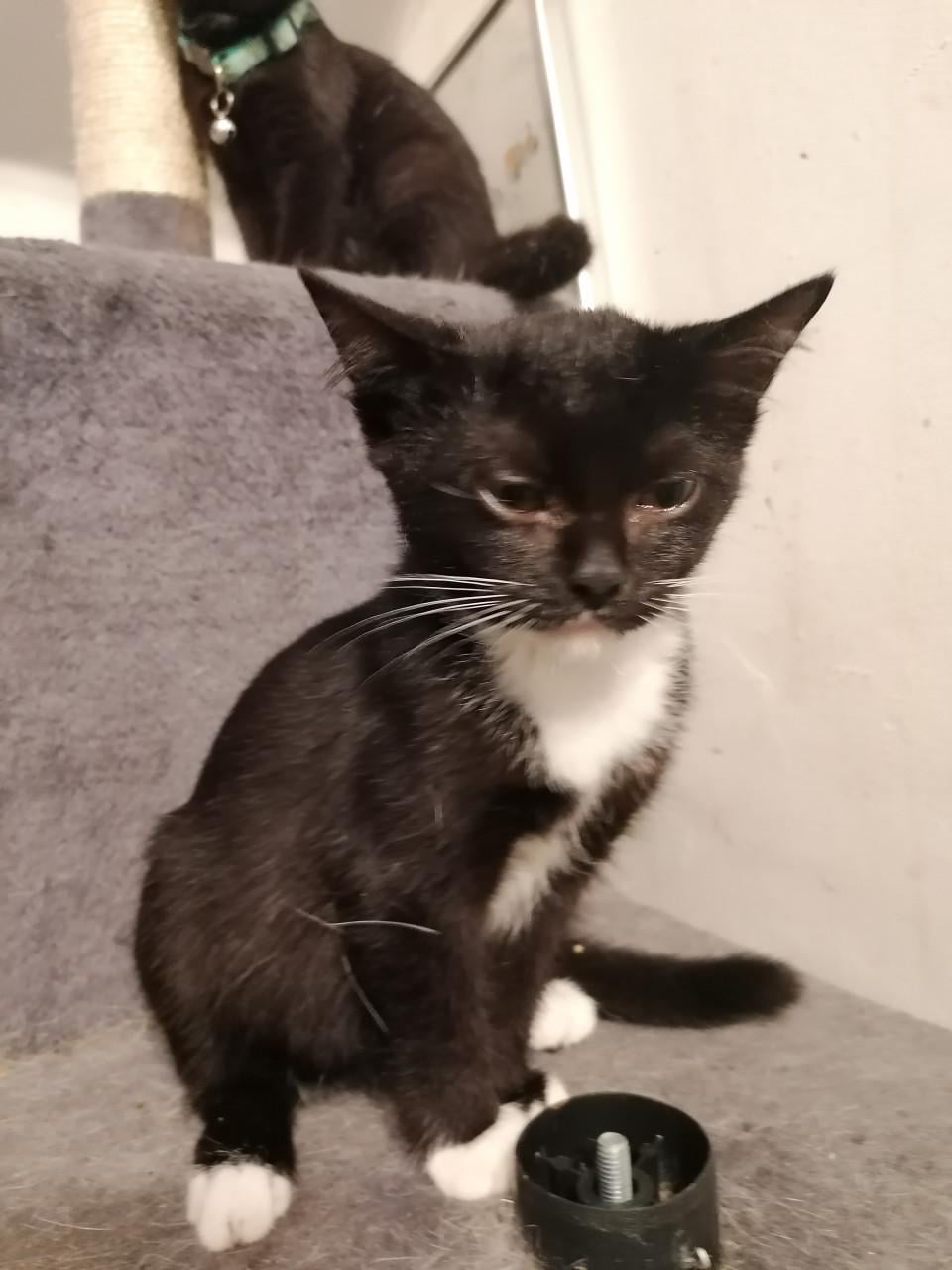 Kittens 12wkn oud