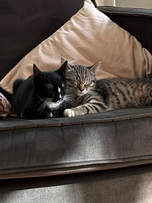 Super lieve kittens