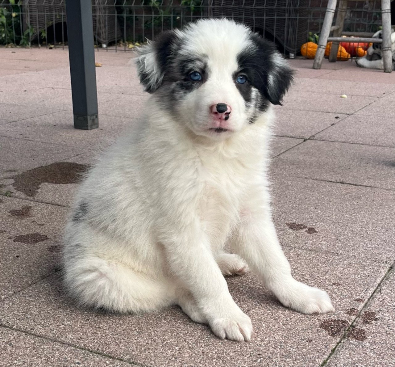 Border collie puppy’s