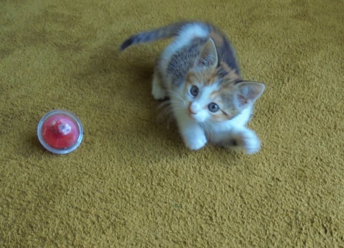 Kitten