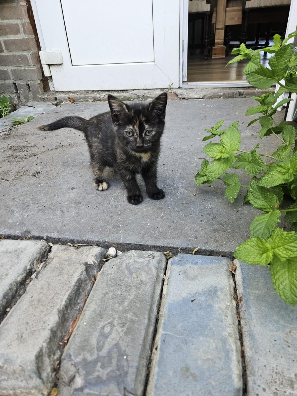 Jonge poesjes, kittens