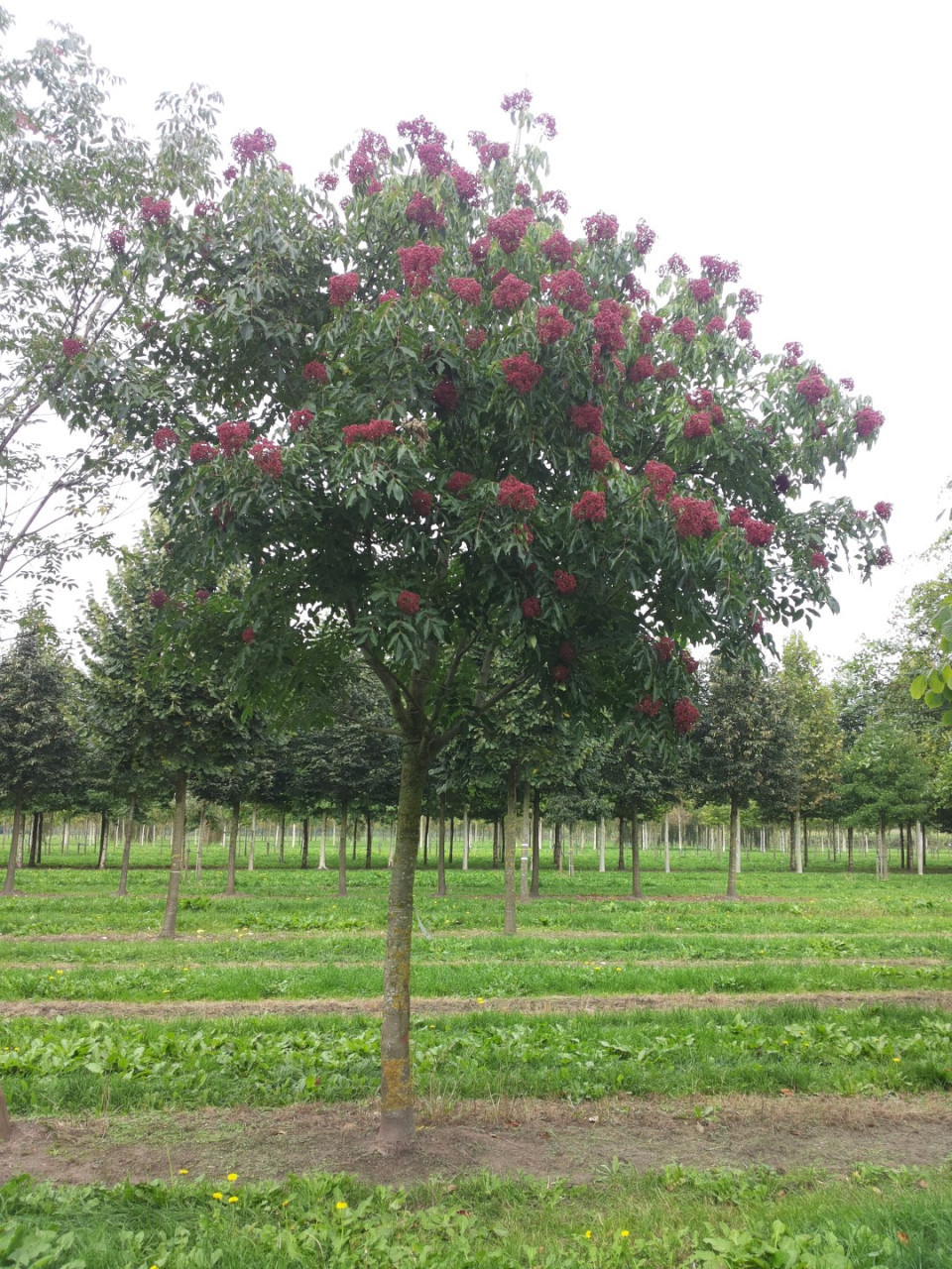 Bijenboom zaailingen