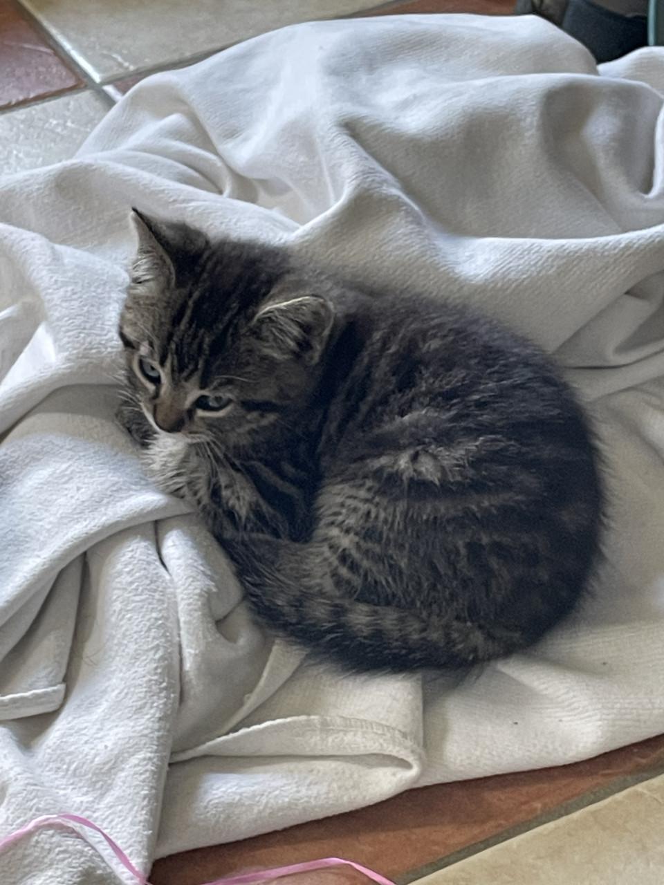 Kittens (mannetjes)
